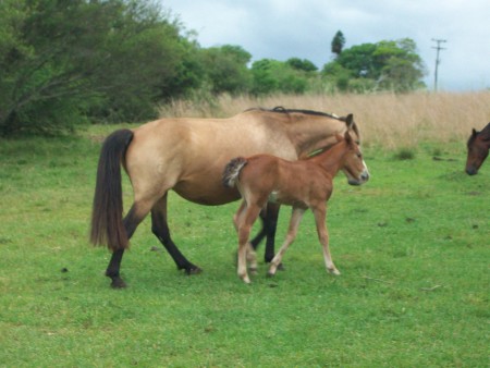 CANDIDATA DA DON GORDO , FILHA DO RZ SORRATEIRO DA CARAPUÇA - (Somente a Potranca)   VALOR 22 X 150,00 OU 20% DE DESCONTO A VISTA.